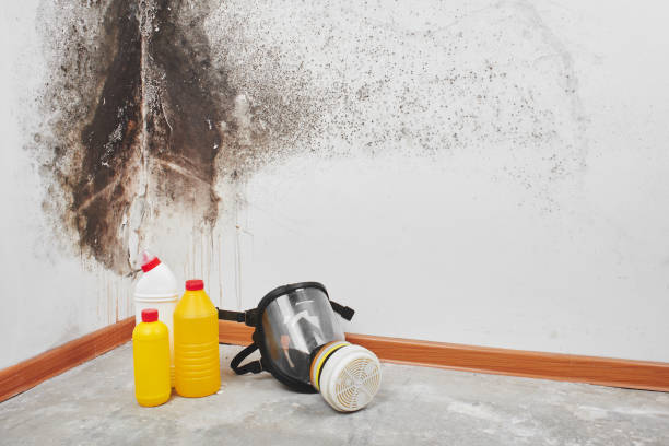 Best Mold Cleaning Services  in Rimersburg, PA