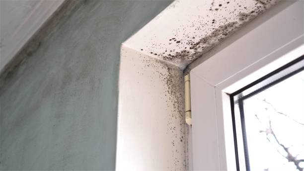 Best Toxic Mold Removal  in Rimersburg, PA