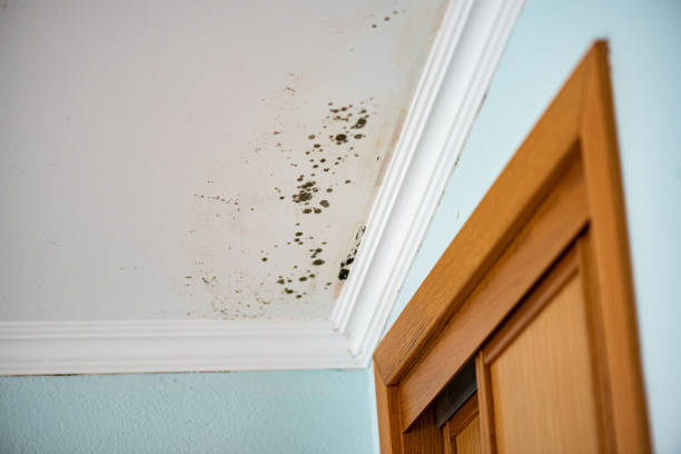 Best Mold Removal Company Near Me  in Rimersburg, PA