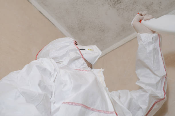 Office Mold Removal Services in Rimersburg, PA