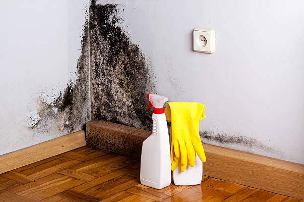 Best Mold Damage Repair  in Rimersburg, PA