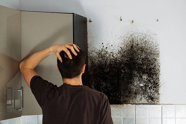 Best Crawl Space Mold Removal  in Rimersburg, PA