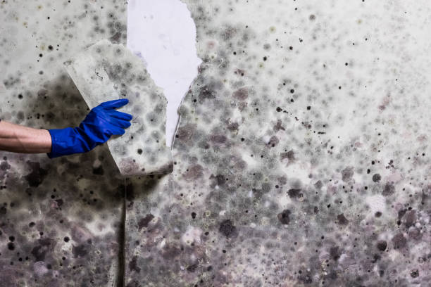 Best Black Mold Removal  in Rimersburg, PA