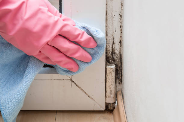 Best Mold Inspection  in Rimersburg, PA