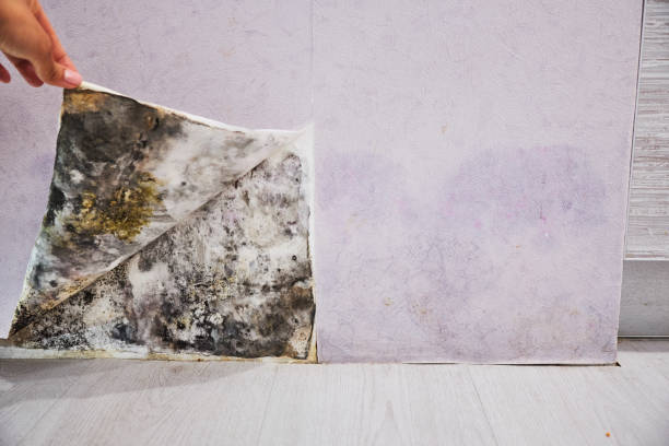Best Local Mold Removal Service  in Rimersburg, PA